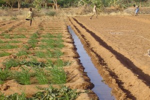Mauritanie/Agriculture: l’Etat vient en aide aux agriculteurs