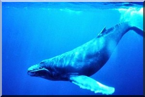 Urgent- Echouage d’une baleine à bosse non loin de Mheijratt (Mauritanie)